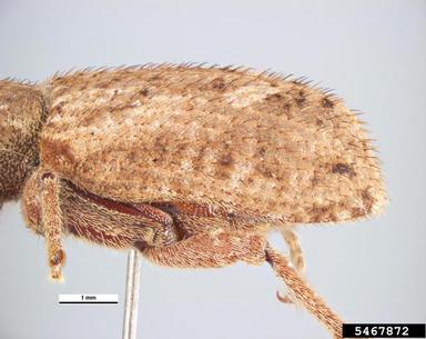 vegetable weevil, Listroderes difficilis  (Coleoptera: Curculionidae) - 5467872