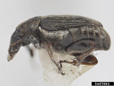 seed beetle, Lithraeus egenus  (Coleoptera: Bruchidae) - 5467883