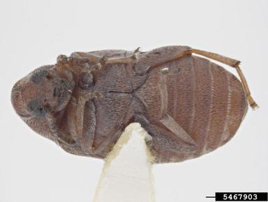 seed beetle, Lithraeus mutatus  (Coleoptera: Bruchidae) - 5467903