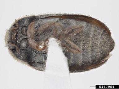 dermestid beetle, Megatoma giffardi  (Coleoptera: Dermestidae) - 5467954