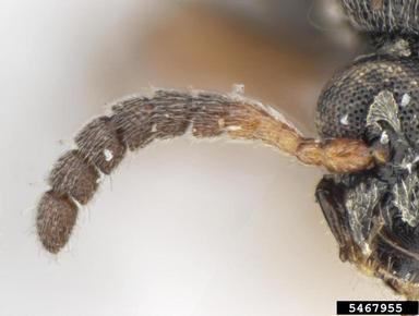 statoresque bruchine, Stator limbatus  (Coleoptera: Bruchidae) - 5467955