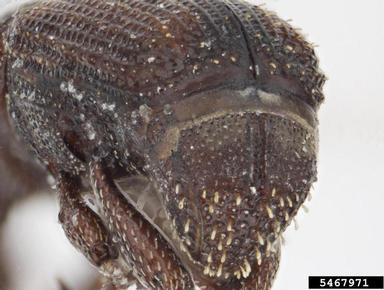 maize weevil, Sitophilus zeamais  (Coleoptera: Curculionidae) - 5467971