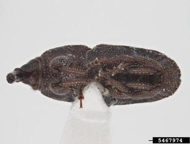 maize weevil, Sitophilus zeamais  (Coleoptera: Curculionidae) - 5467974
