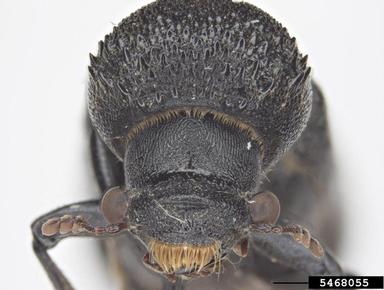 powderpost beetle, Neoterius mystax  (Coleoptera: Bostrichidae) - 5468055