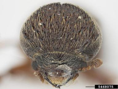 auger beetle, Micrapate humeralis  (Coleoptera: Bostrichidae) - 5468075