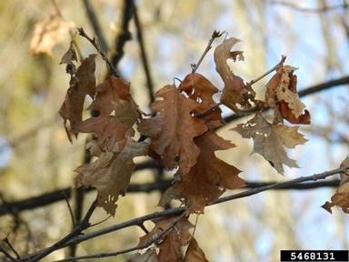 northern red oak, Quercus rubra  (Fagales: Fagaceae) - 5468131