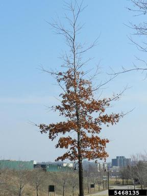northern red oak, Quercus rubra  (Fagales: Fagaceae) - 5468135