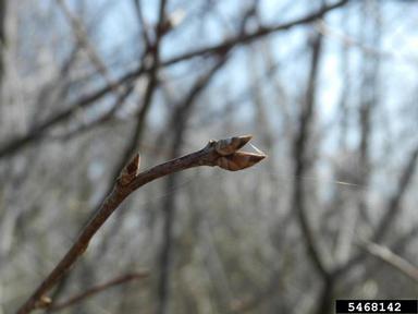 common chokecherry, Prunus virginiana  (Rosales: Rosaceae) - 5468142