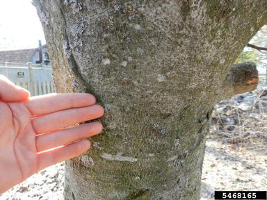 American beech, Fagus grandifolia  (Fagales: Fagaceae) - 5468165
