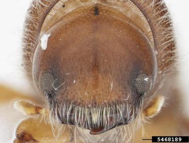 ambrosia beetle, Xyleborus pelliculosus  (Coleoptera: Curculionidae) - 5468189