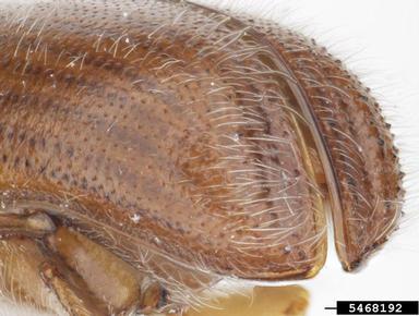 ambrosia beetle, Xyleborus pelliculosus  (Coleoptera: Curculionidae) - 5468192