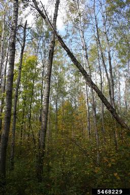 quaking aspen, Populus tremuloides  (Salicales: Salicaceae) - 5468229