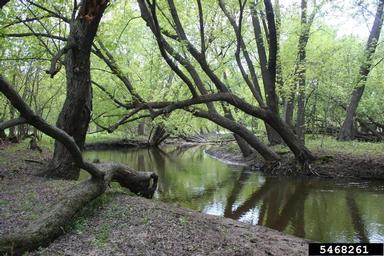 silver maple, Acer saccharinum  (Sapindales: Aceraceae) - 5468261