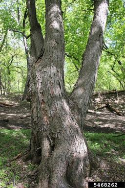 silver maple, Acer saccharinum  (Sapindales: Aceraceae) - 5468262