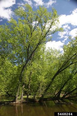 silver maple, Acer saccharinum  (Sapindales: Aceraceae) - 5468264