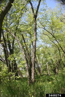river birch, Betula nigra  (Fagales: Betulaceae) - 5468274