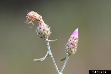 spotted knapweed, Centaurea stoebe  (Asterales: Asteraceae) - 5468282