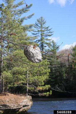 baldfaced hornet, Dolichovespula maculata  (Hymenoptera: Vespidae) - 5468288