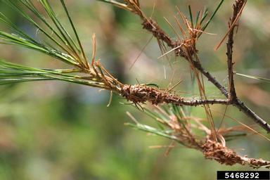 pine false webworm (Acantholyda erythrocephala ) on eastern white pine (Pinus strobus ) - 5468292