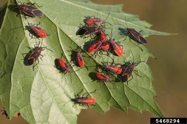 boxelder bug (Boisea trivittata ) on boxelder (Acer negundo ) - 5468294