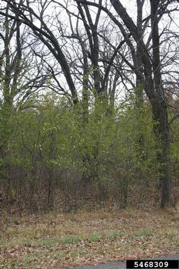 European buckthorn, Rhamnus cathartica  (Rhamnales: Rhamnaceae) - 5468309