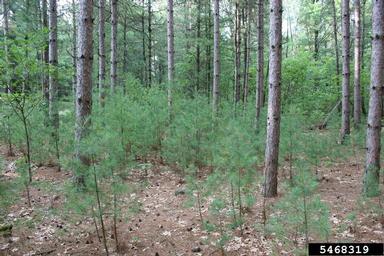 eastern white pine, Pinus strobus  (Pinales: Pinaceae) - 5468319
