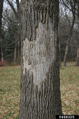 smooth patch of oak (Aleurodiscus oakesii ) on white oak (Quercus alba ) - 5468325