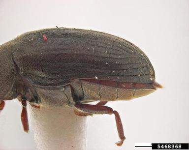 beetle, Stichtoptychus homalus  (Coleoptera: Anobiidae) - 5468368
