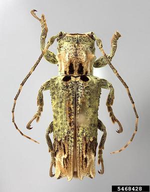 twig girdler, Ecthoea quadricornis  (Coleoptera: Cerambycidae) - 5468428