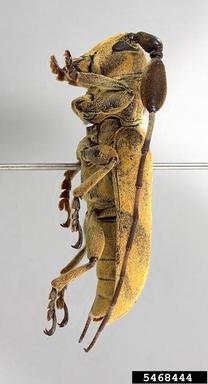 twig girdler, Clavidesmus heterocerus  (Coleoptera: Cerambycidae) - 5468444