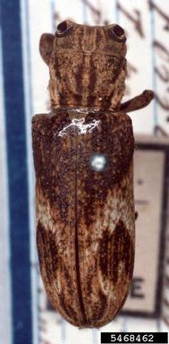 twig girdler, Eudesmus ferrugineus  (Coleoptera: Cerambycidae) - 5468462
