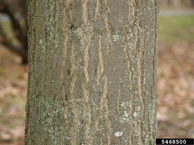 northern red oak, Quercus rubra  (Fagales: Fagaceae) - 5468500