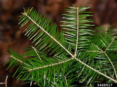 balsam fir, Abies balsamea  (Pinales: Pinaceae) - 5468517