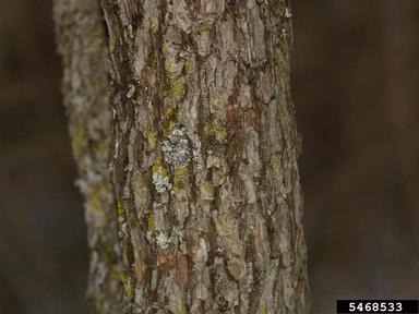 hawthorn, Crataegus spp.  (Rosales: Rosaceae) - 5468533