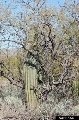 saguaro, Carnegiea gigantea  (Caryophyllales: Cactaceae) - 5468564