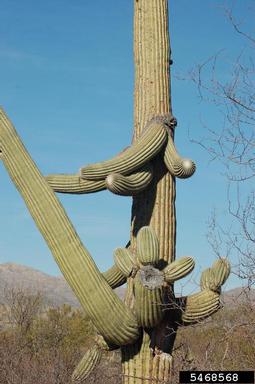 saguaro, Carnegiea gigantea  (Caryophyllales: Cactaceae) - 5468568