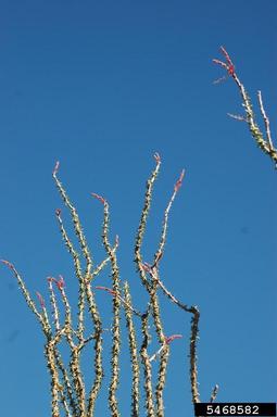 ocotillo, Fouquieria splendens  (Solanales: Fouquieriaceae) - 5468582