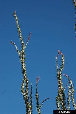 ocotillo, Fouquieria splendens  (Solanales: Fouquieriaceae) - 5468586