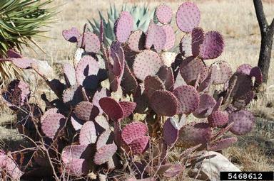 Santa Rita pricklypear, Opuntia santa-rita  (Caryophyllales: Cactaceae) - 5468612