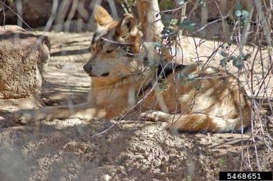 gray wolf, Canis lupus  (Carnivora: Canidae) - 5468651