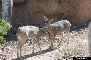 white-tailed deer, Odocoileus virginianus  (Artiodactyla: Cervidae) - 5468665