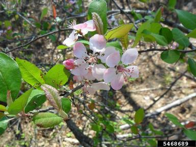 American plum, Prunus americana  (Rosales: Rosaceae) - 5468689