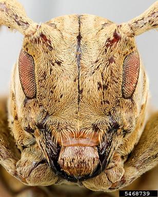 twig girdler, Neocherentes dilloniorum  (Coleoptera: Cerambycidae) - 5468739