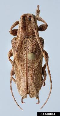 twig girdler, Plerodia singularis  (Coleoptera: Cerambycidae) - 5468804