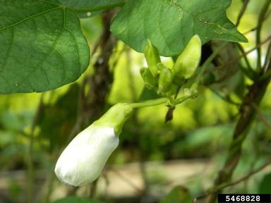 winged bean, Psophocarpus tetragonolobus  (Fabales: Fabaceae (Leguminosae)) - 5468828
