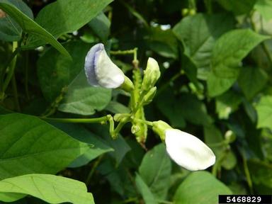 winged bean, Psophocarpus tetragonolobus  (Fabales: Fabaceae (Leguminosae)) - 5468829