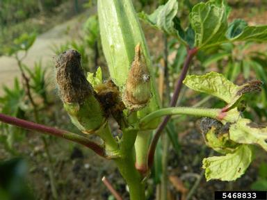 unknown fungi (  ) on okra (Abelmoschus esculentus ) - 5468833