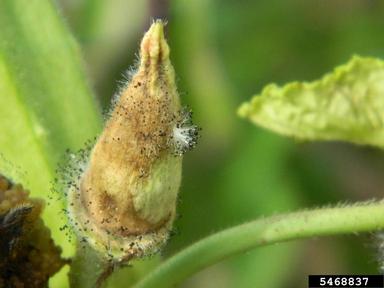 Choanephora fruit rot (Choanephora cucurbitarum ) on okra (Abelmoschus esculentus ) - 5468837