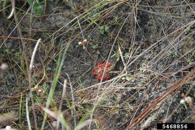 dwarf sundew, Drosera brevifolia  (Nephenthales: Droseraceae) - 5468856