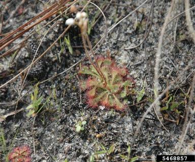 dwarf sundew, Drosera brevifolia  (Nephenthales: Droseraceae) - 5468857